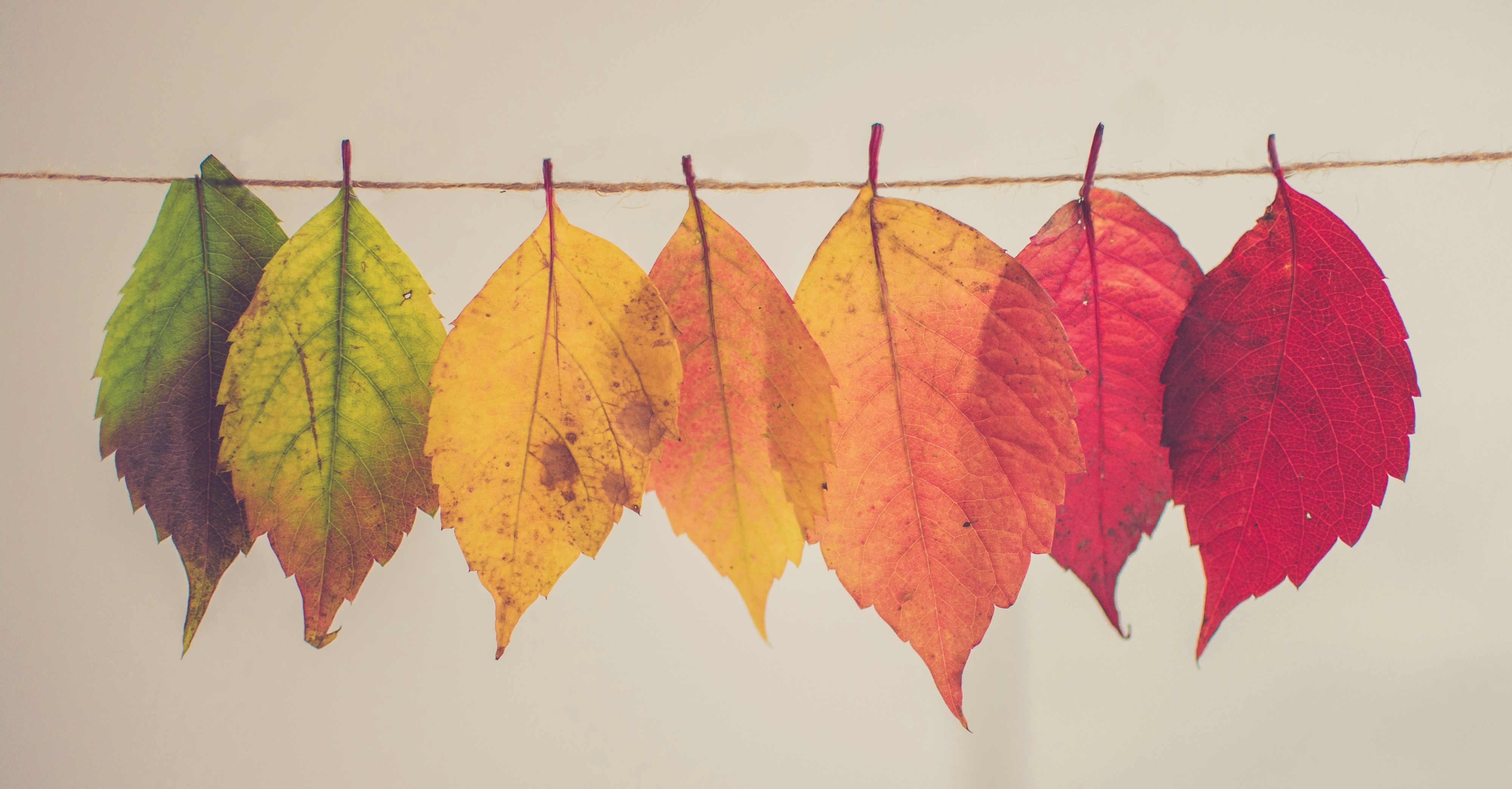 Various fall-colored leaves hanging on a string